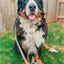 Dog Step-In Harness - Sunflower Dreams