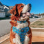 Dog Collar - Hot Wheels™