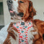 Dog Adjustable Harness - Hot Cocoa Club