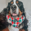 Dog Adjustable Harness - Jingle Barks