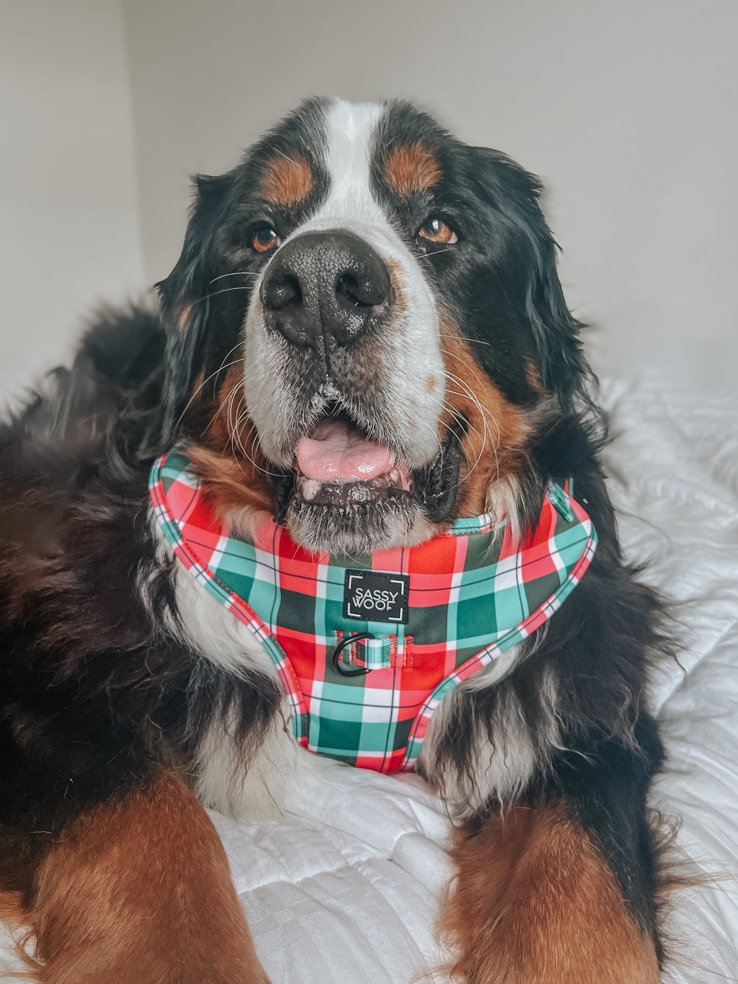 Dog Adjustable Harness - Jingle Barks
