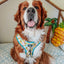 Dog Adjustable Harness - SpongeBob SquarePants™ Bikini Bottom