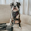 Dog Adjustable Harness - Reflection