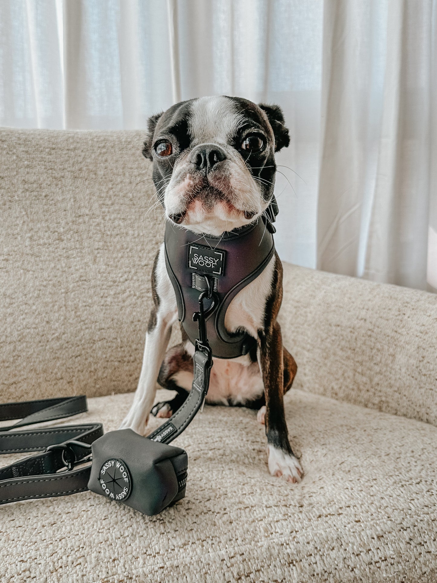 Dog Collar - Reflection