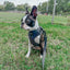 Dog Leash - Reflection