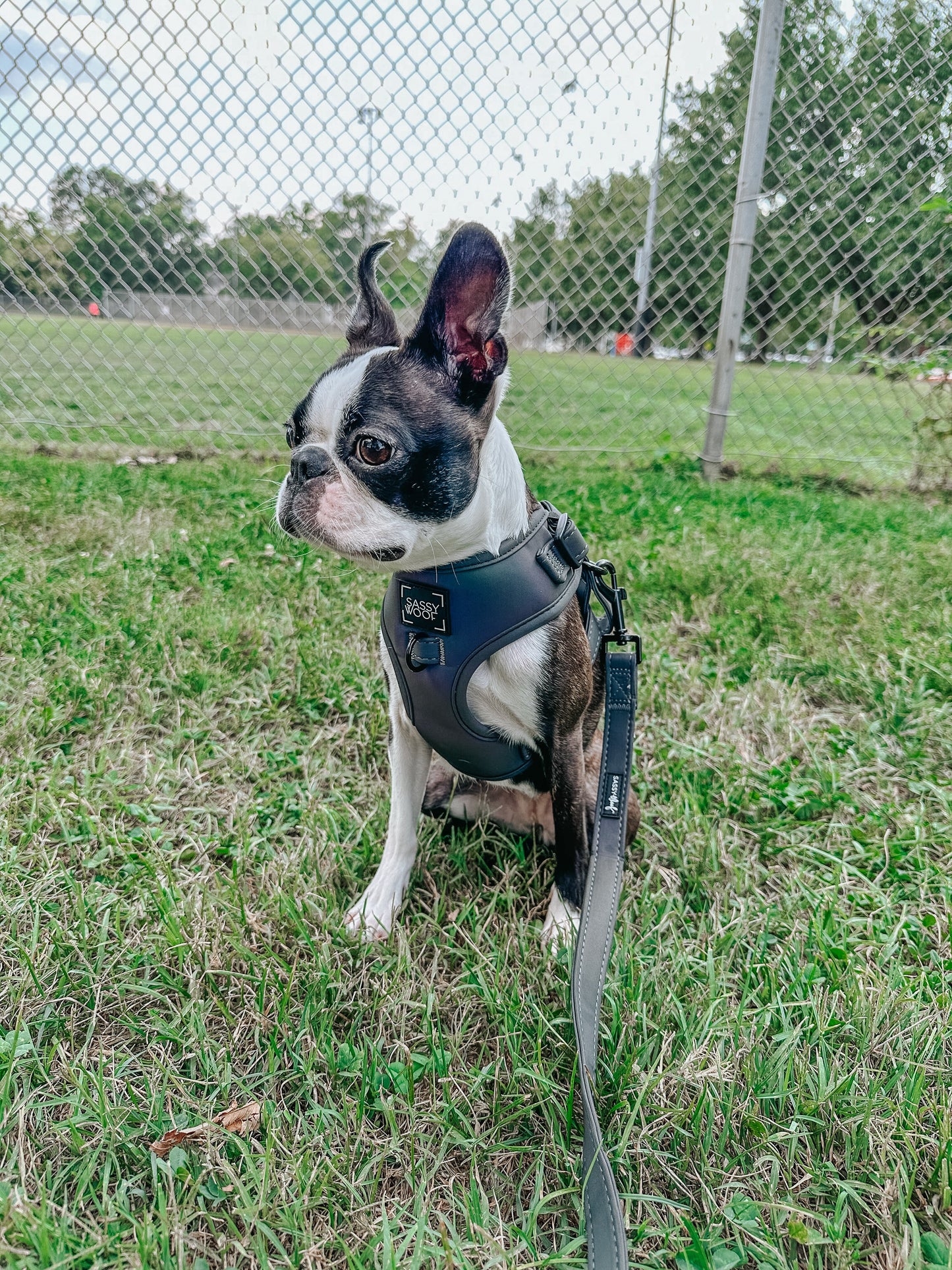 Dog Leash - Reflection