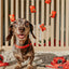 Dog Collar - Lucky Dragon