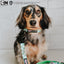 Dog Collar - The Powerpuff Girls™ (Green)