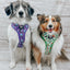 Dog Adjustable Harness - Mojo Jojo™