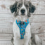 Dog Adjustable Harness - The Powerpuff Girls™ (Blue)