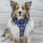 Dog Adjustable Harness - Mojo Jojo™
