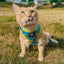 Dog Adjustable Harness - SpongeBob SquarePants™ Jelly Fishin'