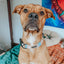Dog Collar - Mush Love