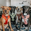 Dog Adjustable Harness - Foxy