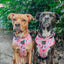 Dog Collar - Candy Cane Coquette