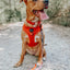 Dog Collar - Foxy