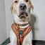 Dog Collar - Teddy