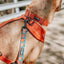 Dog Collar - Foxy
