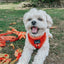 Dog Adjustable Harness - Foxy