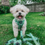 Dog Leash  - Kiwi Krazy