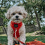 Dog Adjustable Harness - Foxy