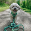 Dog Adjustable Harness - Kiwi Krazy