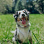 Dog Collar - Pup of Honor