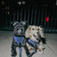 Dog Leash - Reflection
