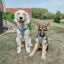 Dog Adjustable Harness - BARBIE™ On a Roll