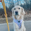 Dog Rope Leash - Lemon Drop
