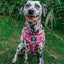 Dog Adjustable Harness - Looney Tunes™ Pink