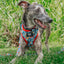 Dog Adjustable Harness - Looney Tunes™ Blue