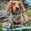 Dog Collar - STAR WARS™ The Child™