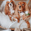 Dog Leash - Best Pup