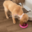 Family Value Bundle - Best Value for Multi-Dog Homes