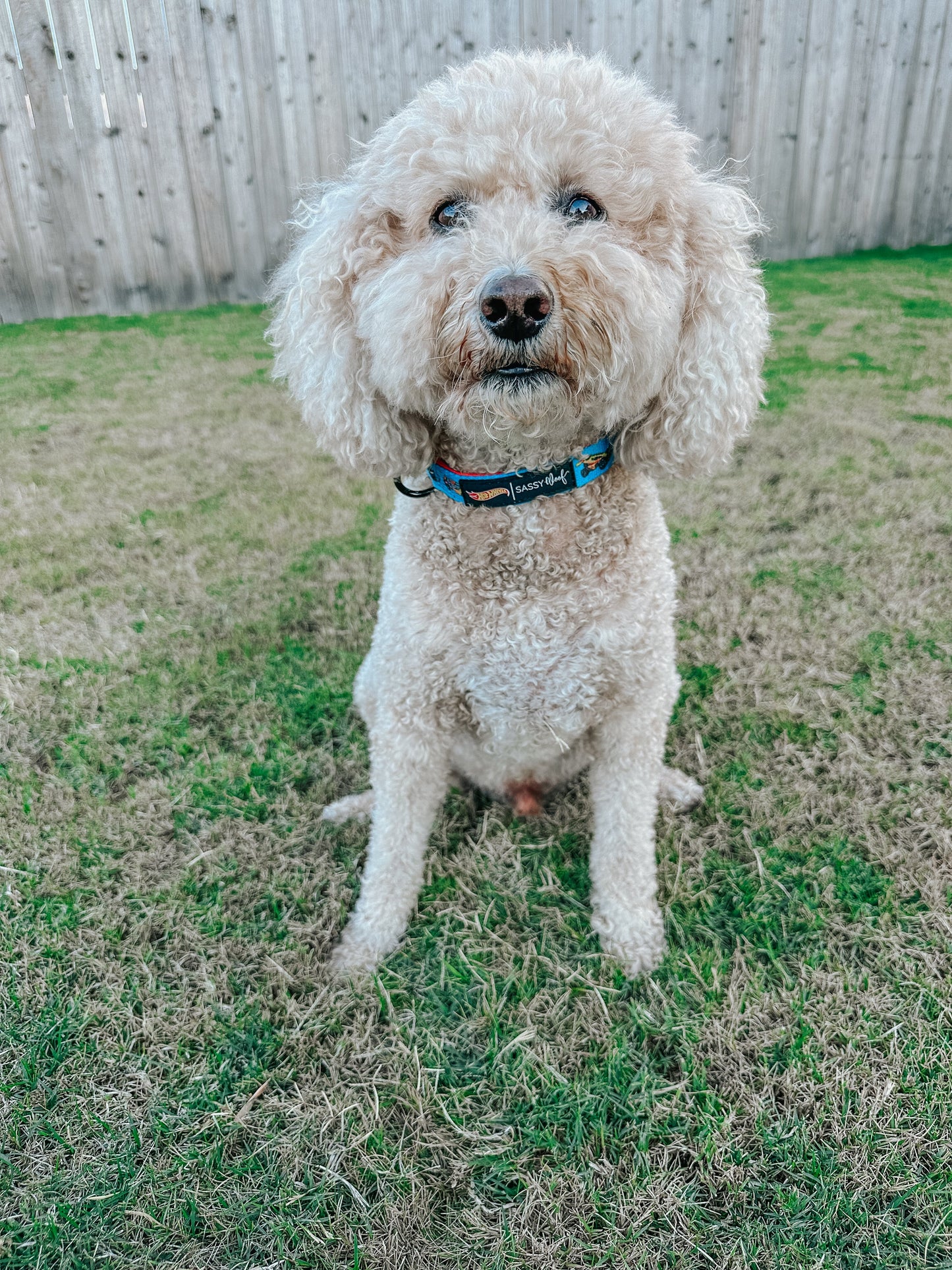 Dog Collar - Hot Wheels™