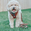 Dog Leash - Teddy