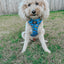Dog Adjustable Harness - Hot Wheels™
