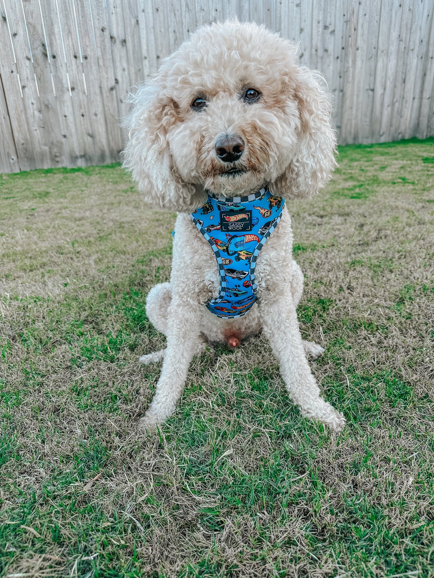 Dog Adjustable Harness - Hot Wheels™