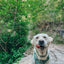 Dog Step-in Harness - Sage