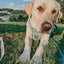 Dog Leash - Sage