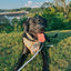 Dog Step-In Harness - Sunflower Dreams