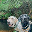 Dog Collar - Sage
