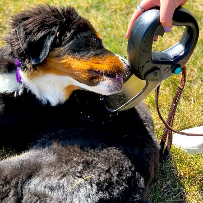Spleash®