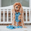 Dog Leash - Hydrangea