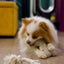 Natural Dog Toy Bundle for Cuddles, Fetch and Tugging - Small to Large Dogs Options