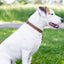 Pro Line Hunting Leather Collar and Leash Set