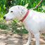 Pro Line Hunting Leather Collar and Leash Set