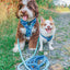 Dog Rope Leash - Tropic