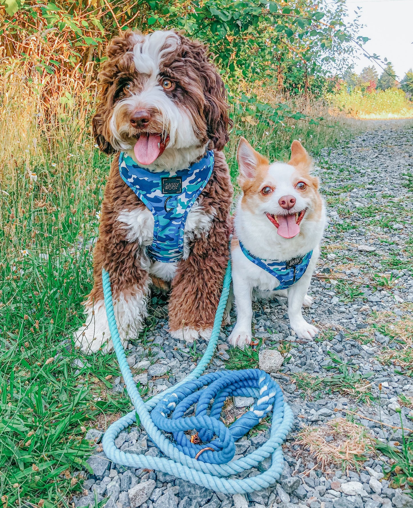 Dog Rope Leash - Tropic